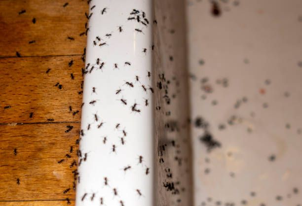 Best Affordable Pest Control Services  in Springdale, AR