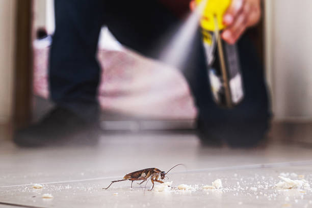 Best Ant Control Services  in Springdale, AR