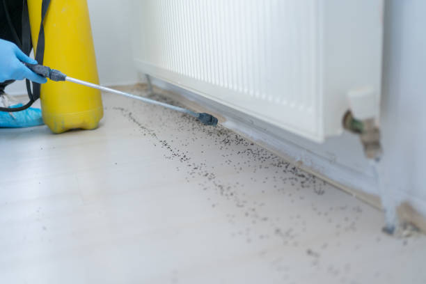Best Pest Prevention Services  in Springdale, AR
